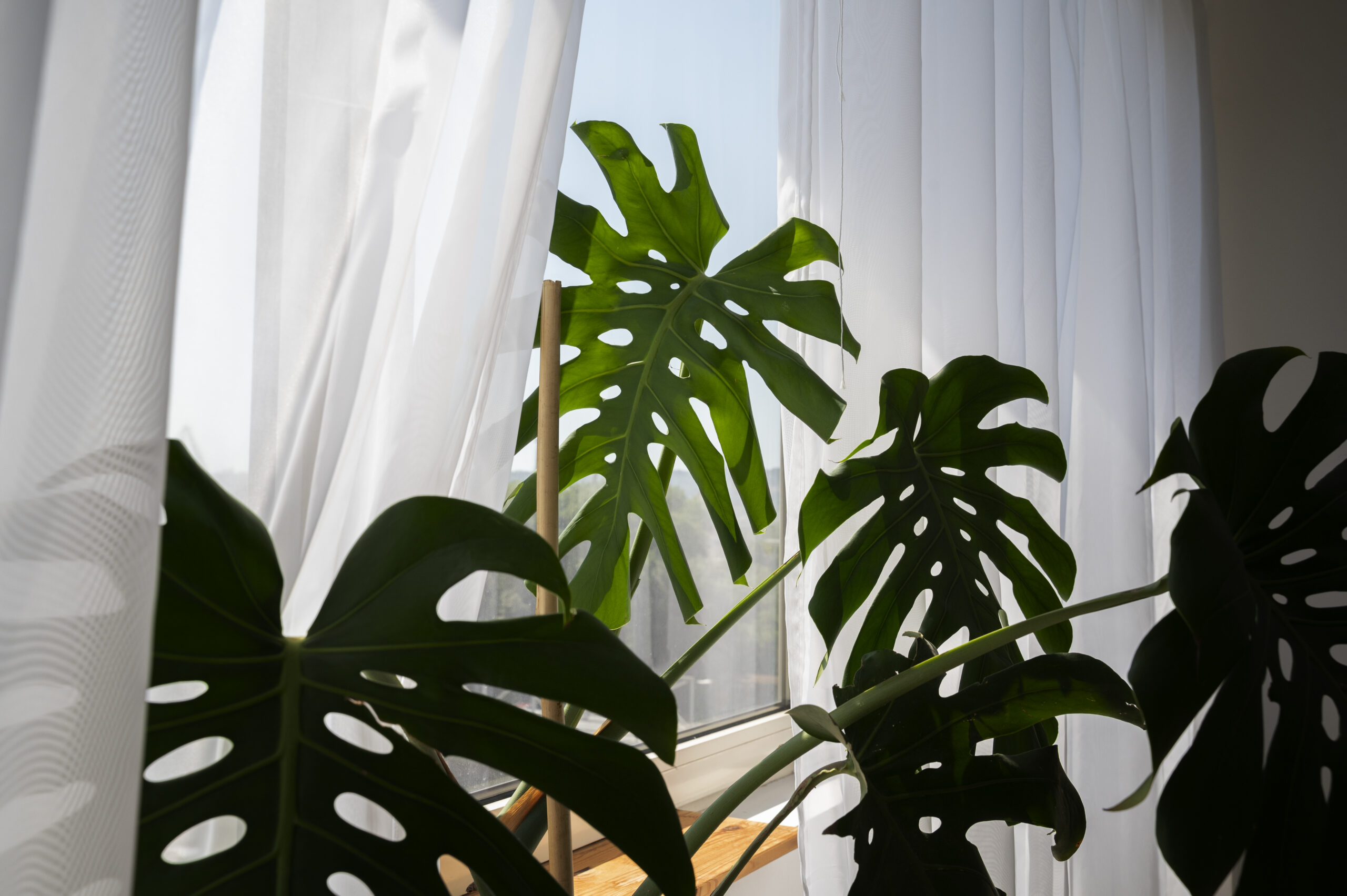 monstera plant zon raam