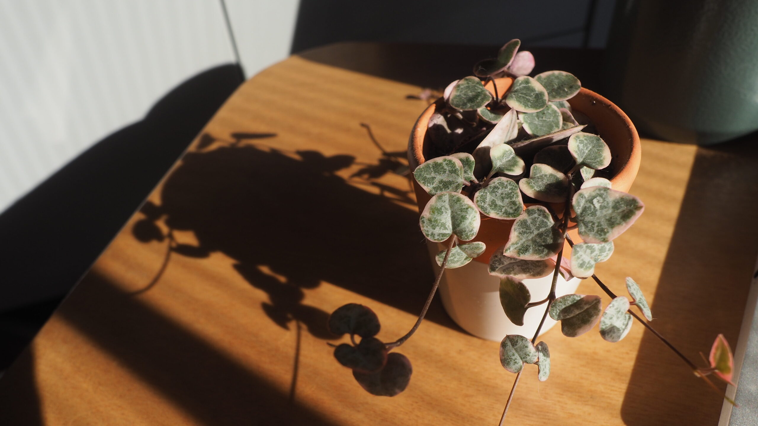 string of hearts - plant met hartvormige bladeren