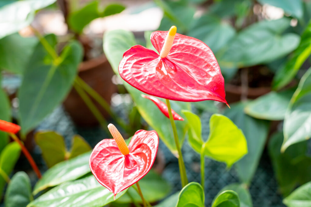 Anthurium - plant met hartvormige bladeren