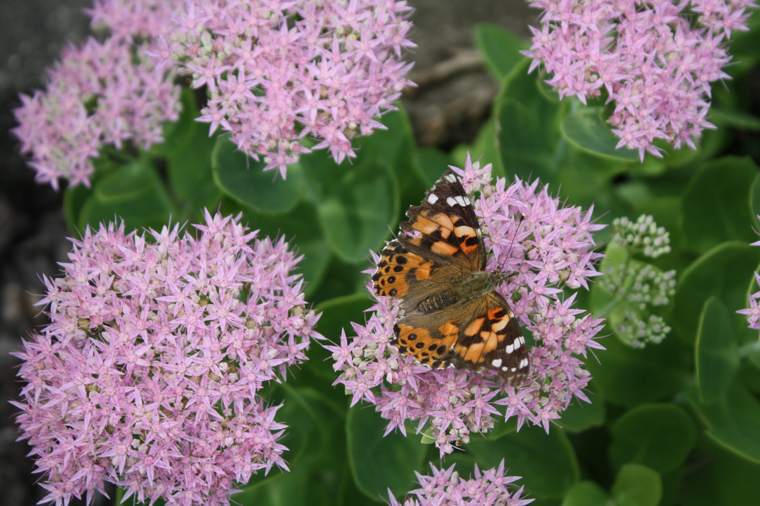 sedum verzorging