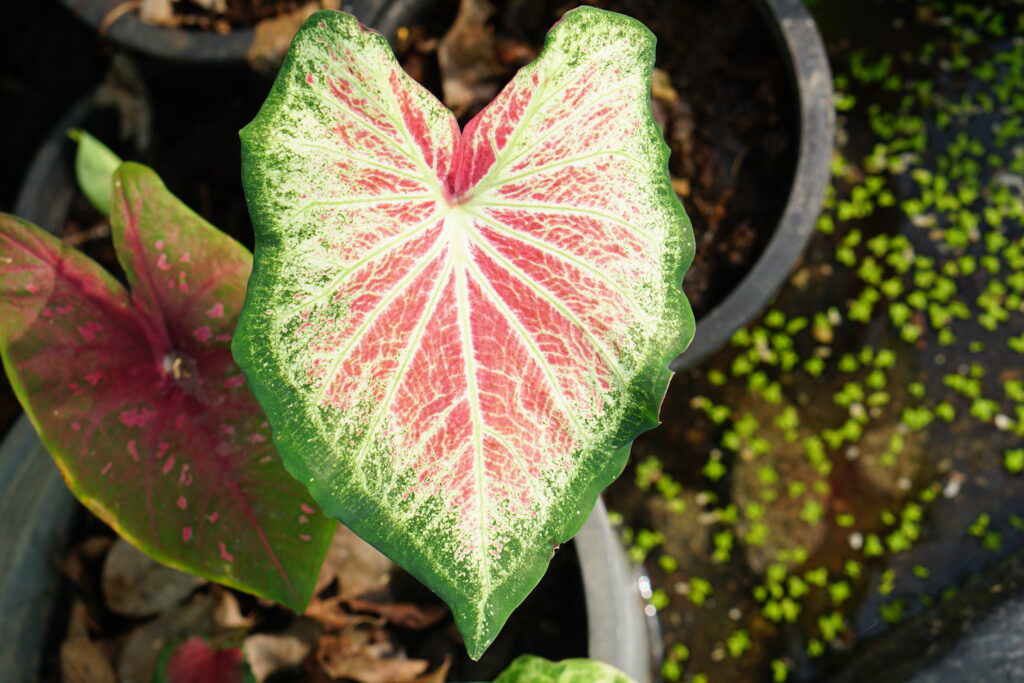 caladium - plant met hartvormige bladeren