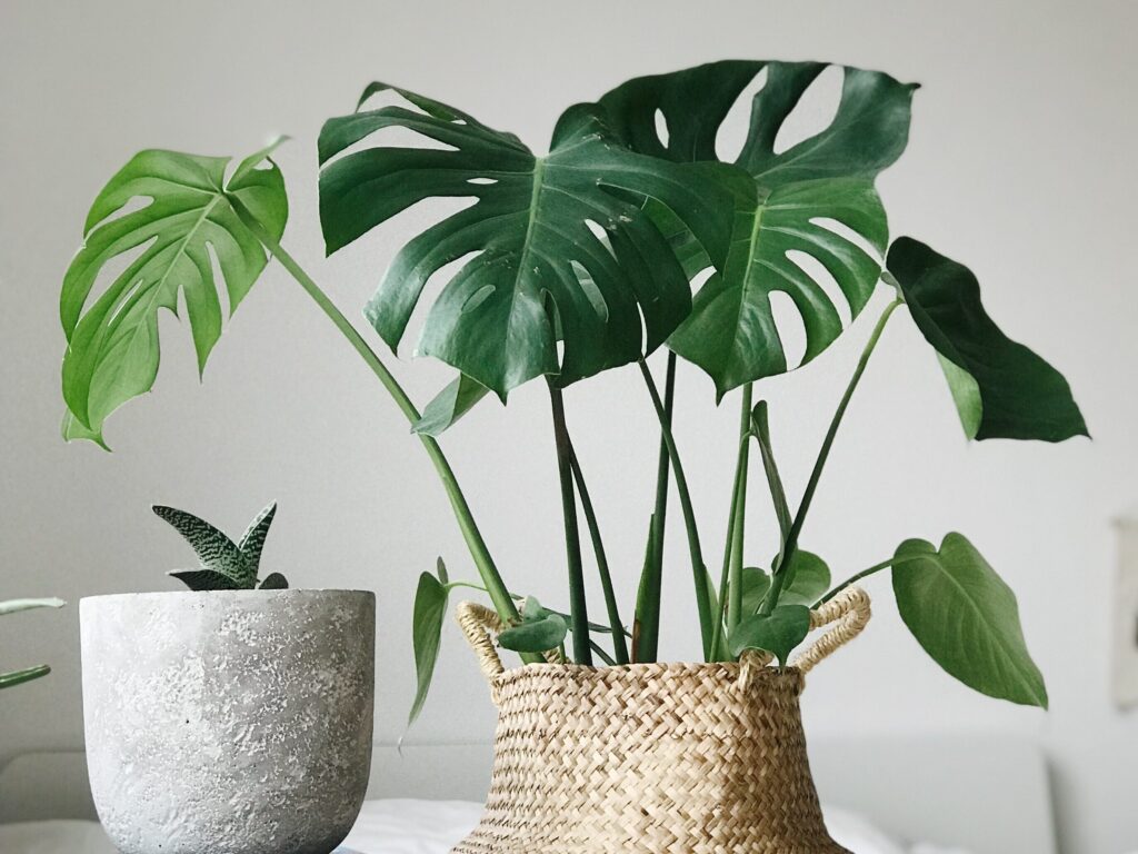 monstera plant gatenplant huis