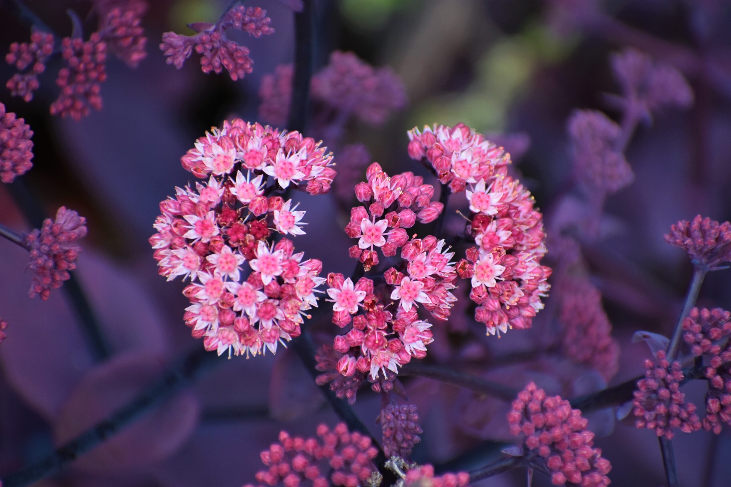 sedum vermeerderen