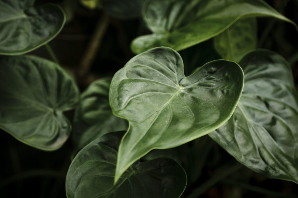 Philodendron hederaceum - plant met hartvormige bladeren