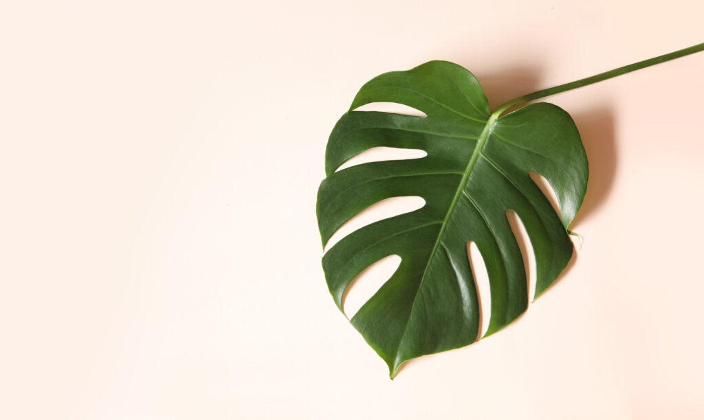 Monstera - plant met hartvormige bladeren